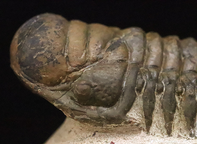 特徴的なフリルや希少部位「ハイポストマ」まで完備した、良サイズのモロッコ産三葉虫・クロタロセファルス（Crotalocephalus gibbus）（その4）