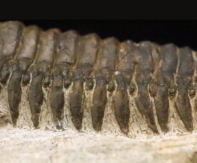 特徴的なフリルや希少部位「ハイポストマ」まで完備した、良サイズのモロッコ産三葉虫・クロタロセファルス（Crotalocephalus gibbus）（その5）