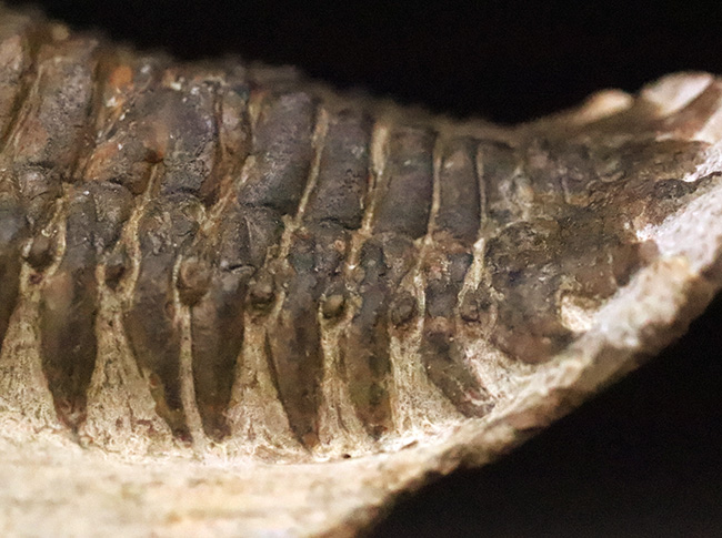 特徴的なフリルや希少部位「ハイポストマ」まで完備した、良サイズのモロッコ産三葉虫・クロタロセファルス（Crotalocephalus gibbus）（その6）