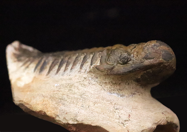 特徴的なフリルや希少部位「ハイポストマ」まで完備した、良サイズのモロッコ産三葉虫・クロタロセファルス（Crotalocephalus gibbus）（その7）