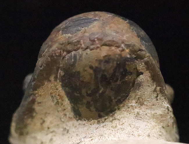 特徴的なフリルや希少部位「ハイポストマ」まで完備した、良サイズのモロッコ産三葉虫・クロタロセファルス（Crotalocephalus gibbus）（その8）