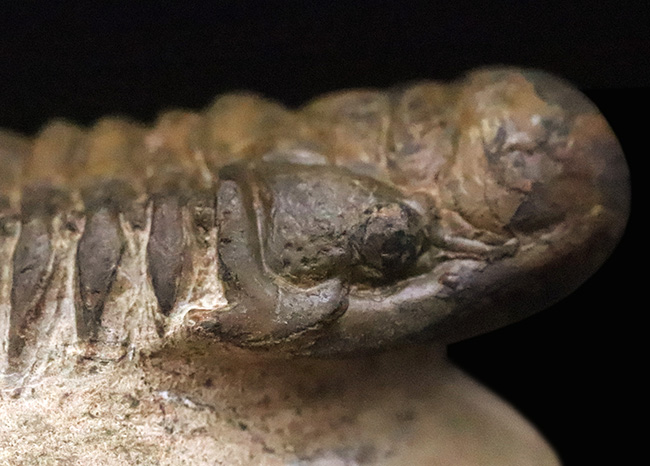 特徴的なフリルや希少部位「ハイポストマ」まで完備した、良サイズのモロッコ産三葉虫・クロタロセファルス（Crotalocephalus gibbus）（その9）