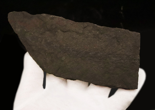 ベリーレア!初期の球果植物、ウルマニア・フルメンタリア(Ullumannia frumentaria)(その3)