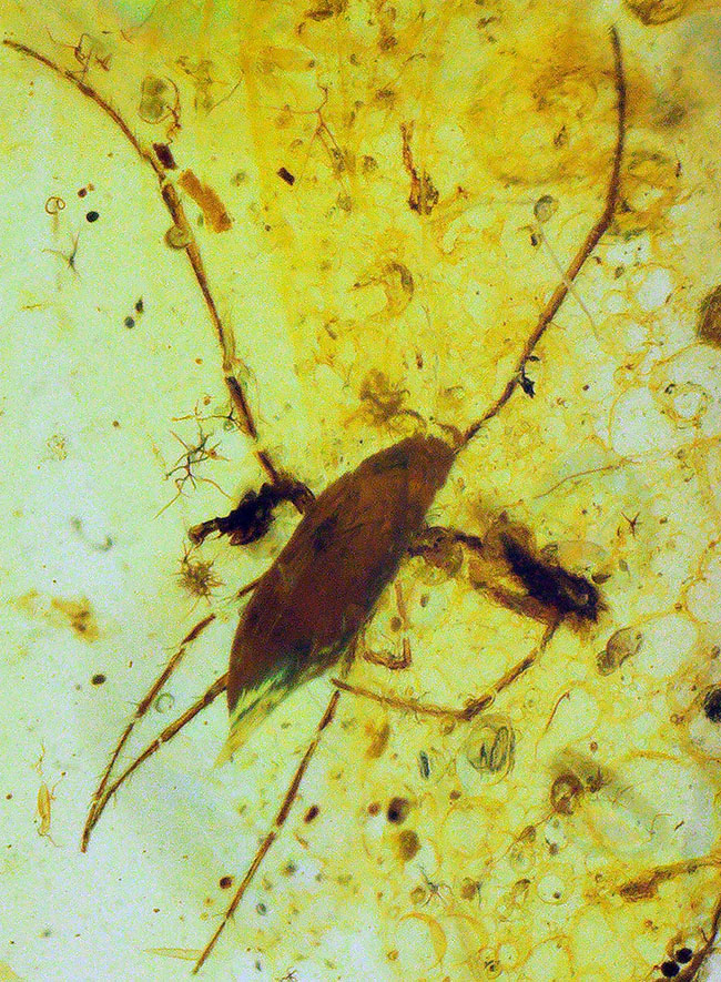 水生昆虫の可能性も！？初めて目にする、脚長の大きな虫を内包したミャンマー産バーマイト（Burmite）（その1）