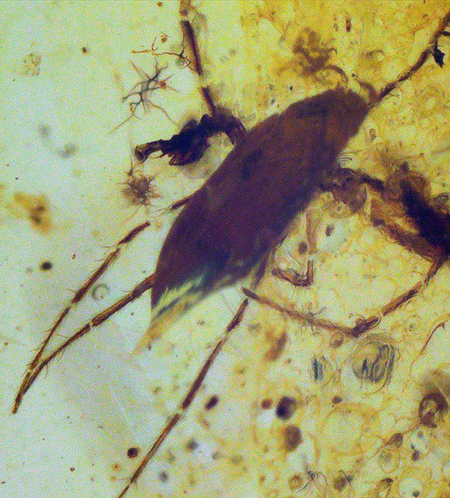 水生昆虫の可能性も！？初めて目にする、脚長の大きな虫を内包したミャンマー産バーマイト（Burmite）（その2）