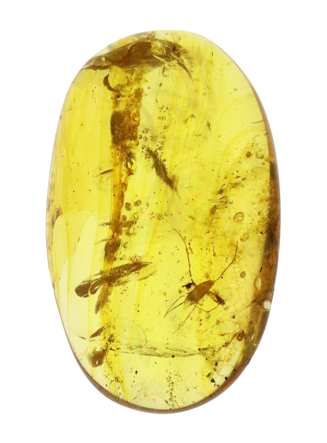 水生昆虫の可能性も！？初めて目にする、脚長の大きな虫を内包したミャンマー産バーマイト（Burmite）（その3）