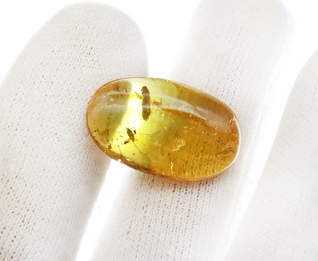 水生昆虫の可能性も！？初めて目にする、脚長の大きな虫を内包したミャンマー産バーマイト（Burmite）（その6）