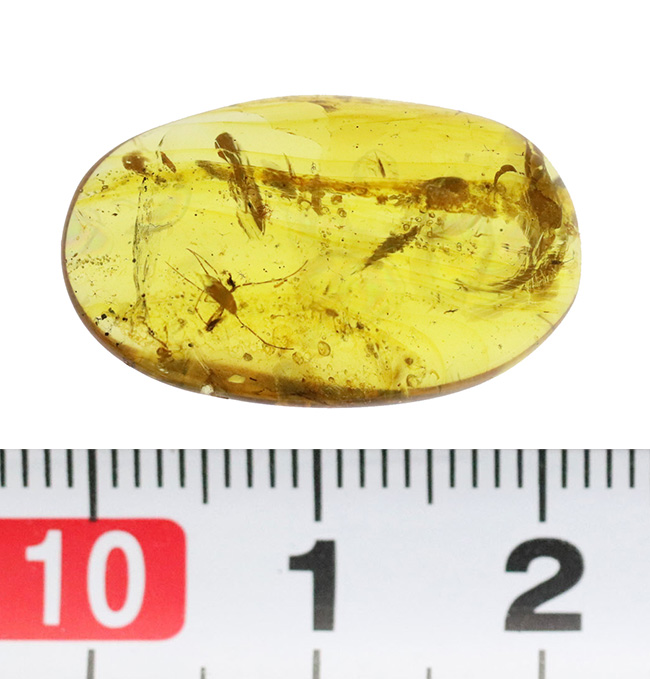 水生昆虫の可能性も！？初めて目にする、脚長の大きな虫を内包したミャンマー産バーマイト（Burmite）（その8）