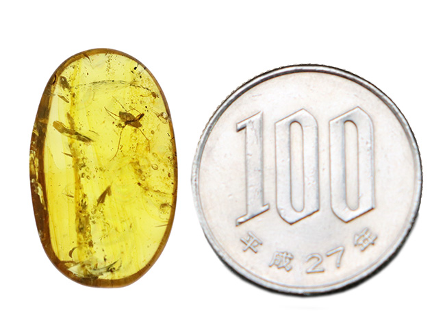 水生昆虫の可能性も！？初めて目にする、脚長の大きな虫を内包したミャンマー産バーマイト（Burmite）（その9）