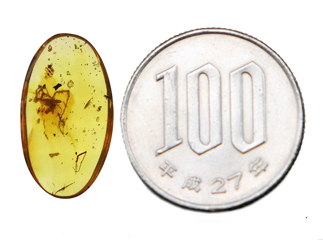 クモのような節足動物が内包された「恐竜時代の琥珀」バーマイト（Burmite）（その12）