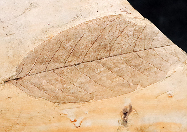日本列島の古い記憶……岩手県雫石町用ノ沢産、脈・輪郭ともによく保存された木の葉の化石（その1）