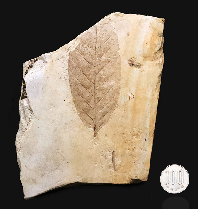 日本列島の古い記憶……岩手県雫石町用ノ沢産、脈・輪郭ともによく保存された木の葉の化石（その10）