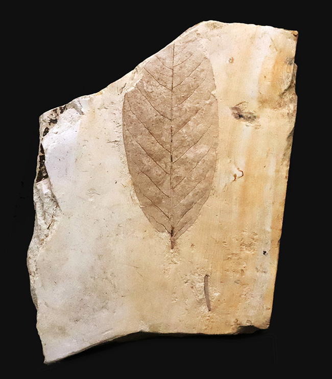 日本列島の古い記憶……岩手県雫石町用ノ沢産、脈・輪郭ともによく保存された木の葉の化石（その2）