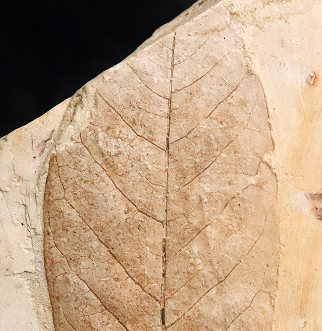 日本列島の古い記憶……岩手県雫石町用ノ沢産、脈・輪郭ともによく保存された木の葉の化石（その3）