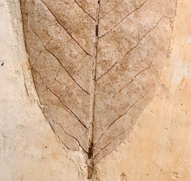 日本列島の古い記憶……岩手県雫石町用ノ沢産、脈・輪郭ともによく保存された木の葉の化石（その4）