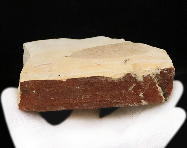 日本列島の古い記憶……岩手県雫石町用ノ沢産、脈・輪郭ともによく保存された木の葉の化石（その6）