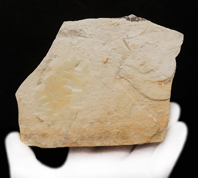 日本列島の古い記憶……岩手県雫石町用ノ沢産、脈・輪郭ともによく保存された木の葉の化石（その7）