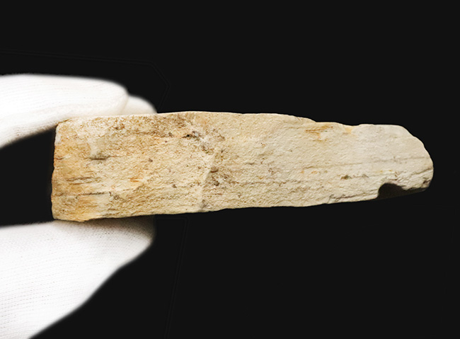 日本列島の古い記憶……岩手県雫石町用ノ沢産、脈・輪郭ともによく保存された木の葉の化石（その8）