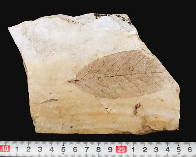 日本列島の古い記憶……岩手県雫石町用ノ沢産、脈・輪郭ともによく保存された木の葉の化石（その9）