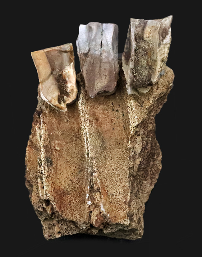 「本物」のデンタルバッテリー標本がここに登場！あのトリケラトプス（Triceratops）の顎骨付き歯化石（その1）