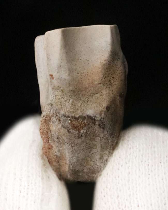 「本物」のデンタルバッテリー標本がここに登場！あのトリケラトプス（Triceratops）の顎骨付き歯化石（その10）