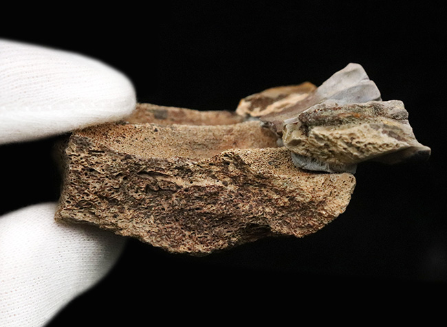 「本物」のデンタルバッテリー標本がここに登場！あのトリケラトプス（Triceratops）の顎骨付き歯化石（その11）