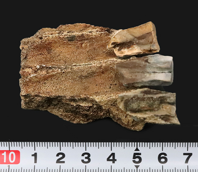 「本物」のデンタルバッテリー標本がここに登場！あのトリケラトプス（Triceratops）の顎骨付き歯化石（その12）