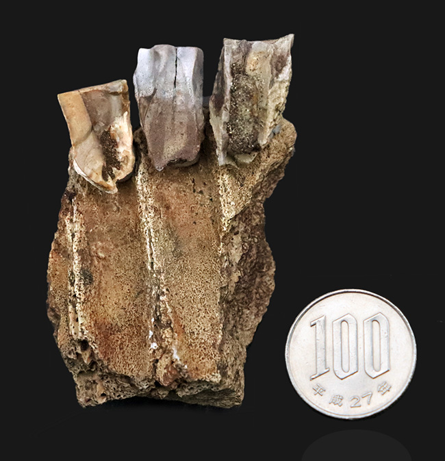 「本物」のデンタルバッテリー標本がここに登場！あのトリケラトプス（Triceratops）の顎骨付き歯化石（その13）