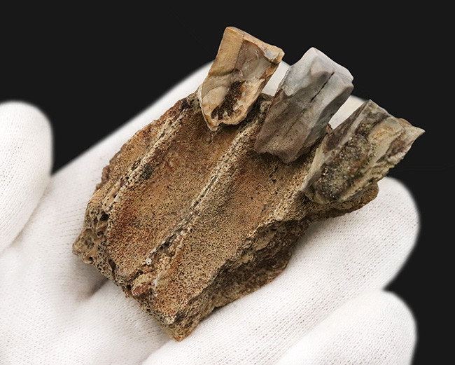 「本物」のデンタルバッテリー標本がここに登場！あのトリケラトプス（Triceratops）の顎骨付き歯化石（その2）