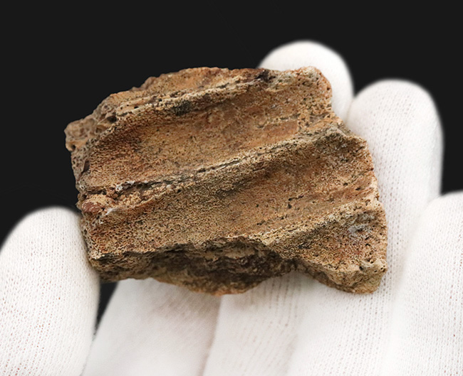 「本物」のデンタルバッテリー標本がここに登場！あのトリケラトプス（Triceratops）の顎骨付き歯化石（その3）