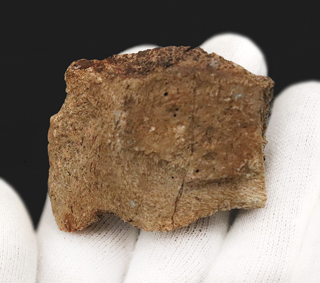 「本物」のデンタルバッテリー標本がここに登場！あのトリケラトプス（Triceratops）の顎骨付き歯化石（その4）