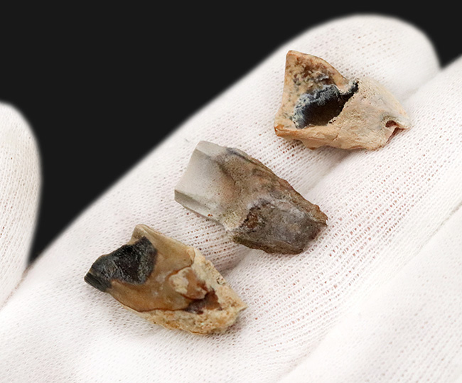 「本物」のデンタルバッテリー標本がここに登場！あのトリケラトプス（Triceratops）の顎骨付き歯化石（その5）