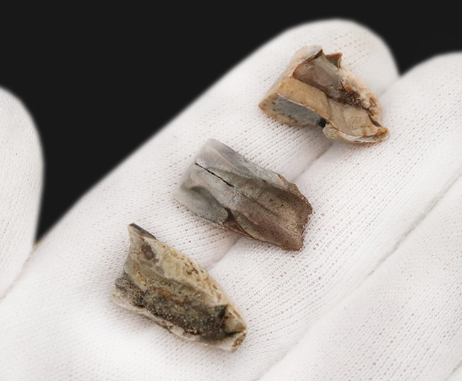 「本物」のデンタルバッテリー標本がここに登場！あのトリケラトプス（Triceratops）の顎骨付き歯化石（その6）