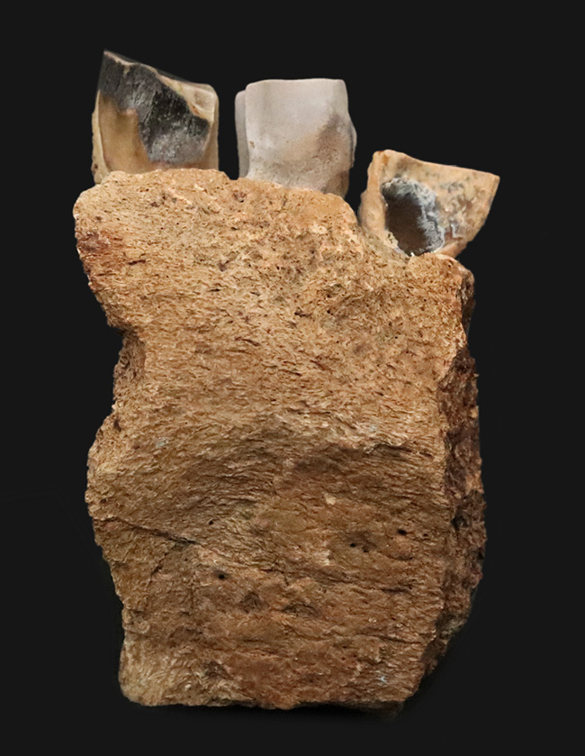 「本物」のデンタルバッテリー標本がここに登場！あのトリケラトプス（Triceratops）の顎骨付き歯化石（その7）