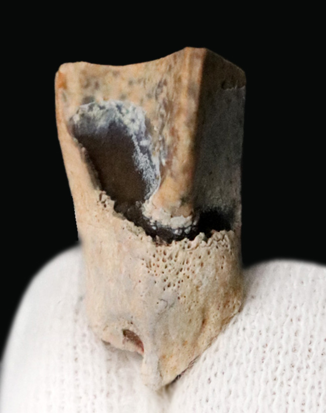 「本物」のデンタルバッテリー標本がここに登場！あのトリケラトプス（Triceratops）の顎骨付き歯化石（その8）