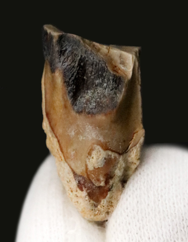 「本物」のデンタルバッテリー標本がここに登場！あのトリケラトプス（Triceratops）の顎骨付き歯化石（その9）