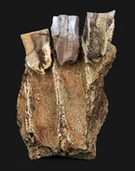 「本物」のデンタルバッテリー標本がここに登場！あのトリケラトプス（Triceratops）の顎骨付き歯化石