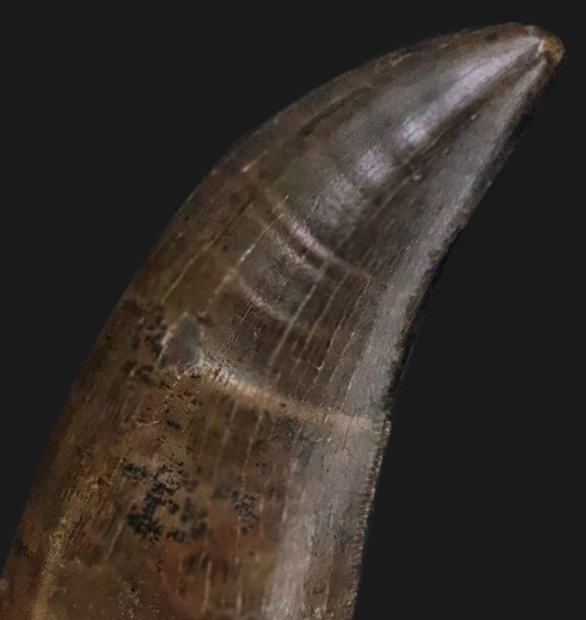 トップクラスの保存状態！「極上」と言ってよい、見事なエナメル質の輝きが目を引く、ティラノサウルス・レックス（Tyrannosaurus rex）亜成体の美麗な歯化石（その2）