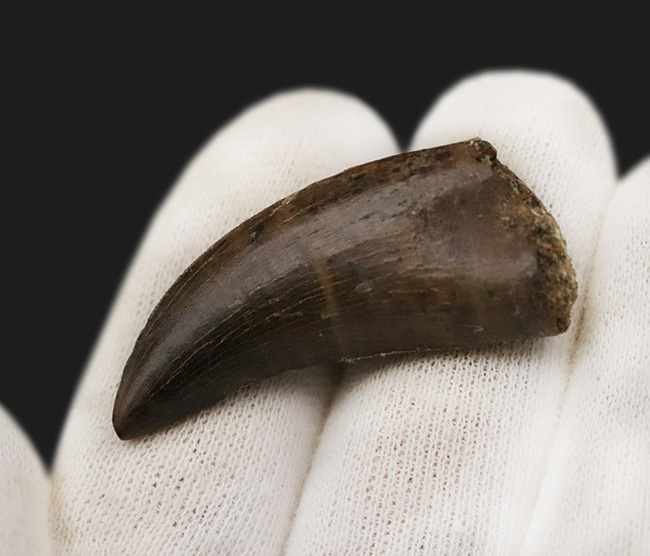 トップクラスの保存状態！「極上」と言ってよい、見事なエナメル質の輝きが目を引く、ティラノサウルス・レックス（Tyrannosaurus rex）亜成体の美麗な歯化石（その3）