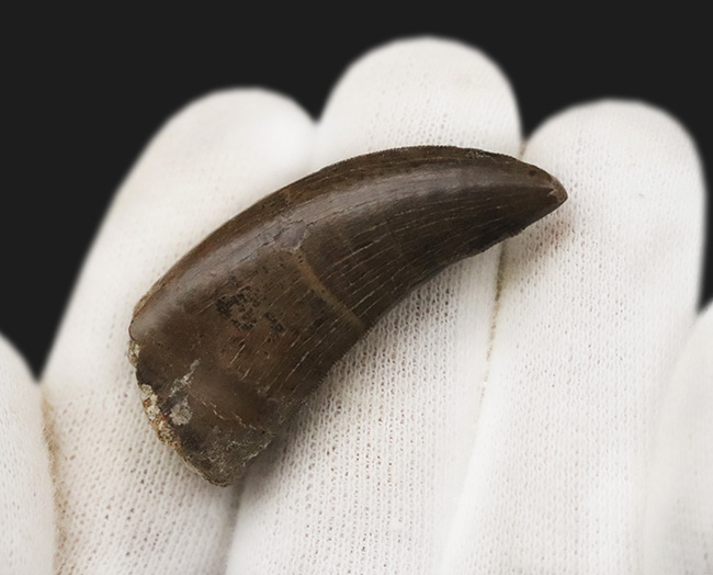 トップクラスの保存状態！「極上」と言ってよい、見事なエナメル質の輝きが目を引く、ティラノサウルス・レックス（Tyrannosaurus rex）亜成体の美麗な歯化石（その4）