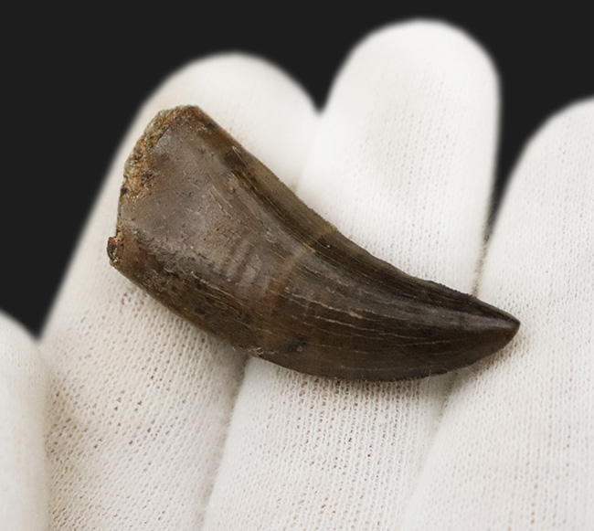 トップクラスの保存状態！「極上」と言ってよい、見事なエナメル質の輝きが目を引く、ティラノサウルス・レックス（Tyrannosaurus rex）亜成体の美麗な歯化石（その5）