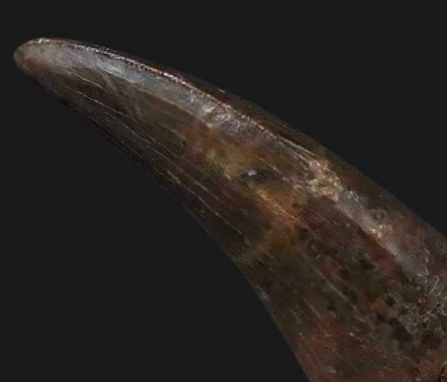 トップクラスの保存状態！「極上」と言ってよい、見事なエナメル質の輝きが目を引く、ティラノサウルス・レックス（Tyrannosaurus rex）亜成体の美麗な歯化石（その6）