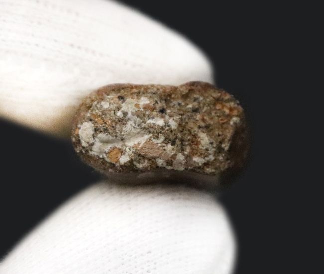 トップクラスの保存状態！「極上」と言ってよい、見事なエナメル質の輝きが目を引く、ティラノサウルス・レックス（Tyrannosaurus rex）亜成体の美麗な歯化石（その7）