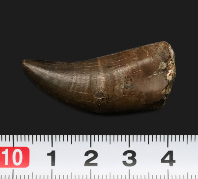 トップクラスの保存状態！「極上」と言ってよい、見事なエナメル質の輝きが目を引く、ティラノサウルス・レックス（Tyrannosaurus rex）亜成体の美麗な歯化石（その8）