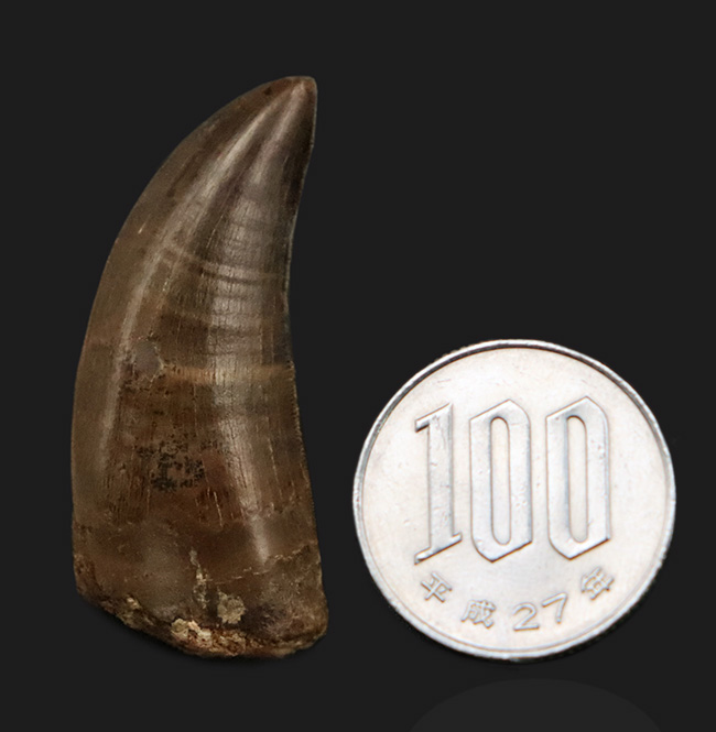 トップクラスの保存状態！「極上」と言ってよい、見事なエナメル質の輝きが目を引く、ティラノサウルス・レックス（Tyrannosaurus rex）亜成体の美麗な歯化石（その9）