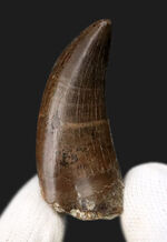 トップクラスの保存状態！「極上」と言ってよい、見事なエナメル質の輝きが目を引く、ティラノサウルス・レックス（Tyrannosaurus rex）亜成体の美麗な歯化石