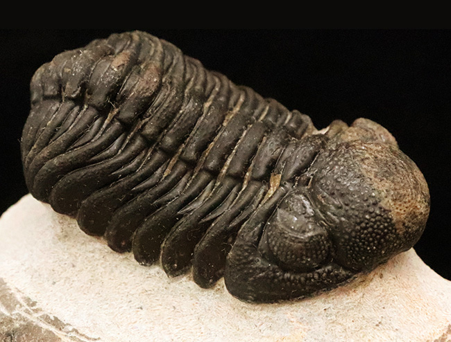 立体的フォルムと精緻な複眼で知られる、デボン紀中期を代表するファコプス類ペディノパリオプス（Pedinopariops）の上質個体（その1）