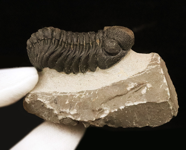 立体的フォルムと精緻な複眼で知られる、デボン紀中期を代表するファコプス類ペディノパリオプス（Pedinopariops）の上質個体（その11）