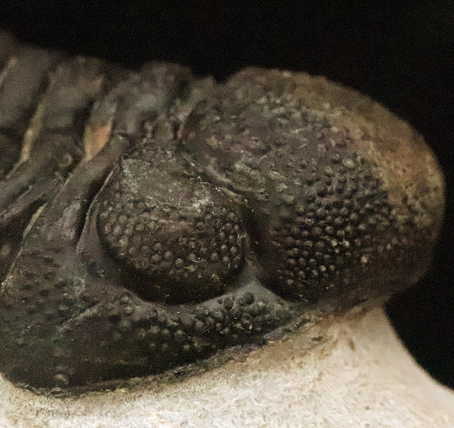 立体的フォルムと精緻な複眼で知られる、デボン紀中期を代表するファコプス類ペディノパリオプス（Pedinopariops）の上質個体（その12）