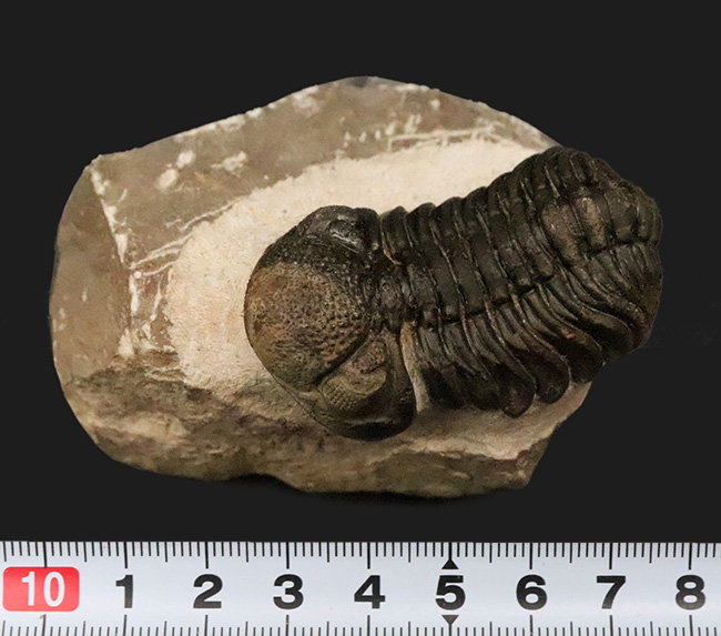 立体的フォルムと精緻な複眼で知られる、デボン紀中期を代表するファコプス類ペディノパリオプス（Pedinopariops）の上質個体（その13）